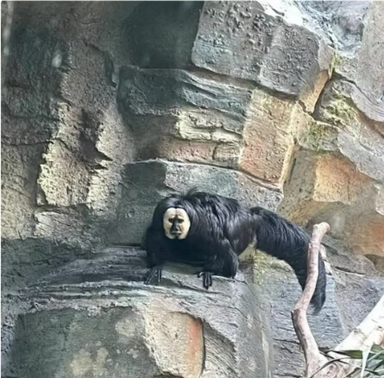 大家知道這是什麼動物嘛[疑問]長得好奇怪呀