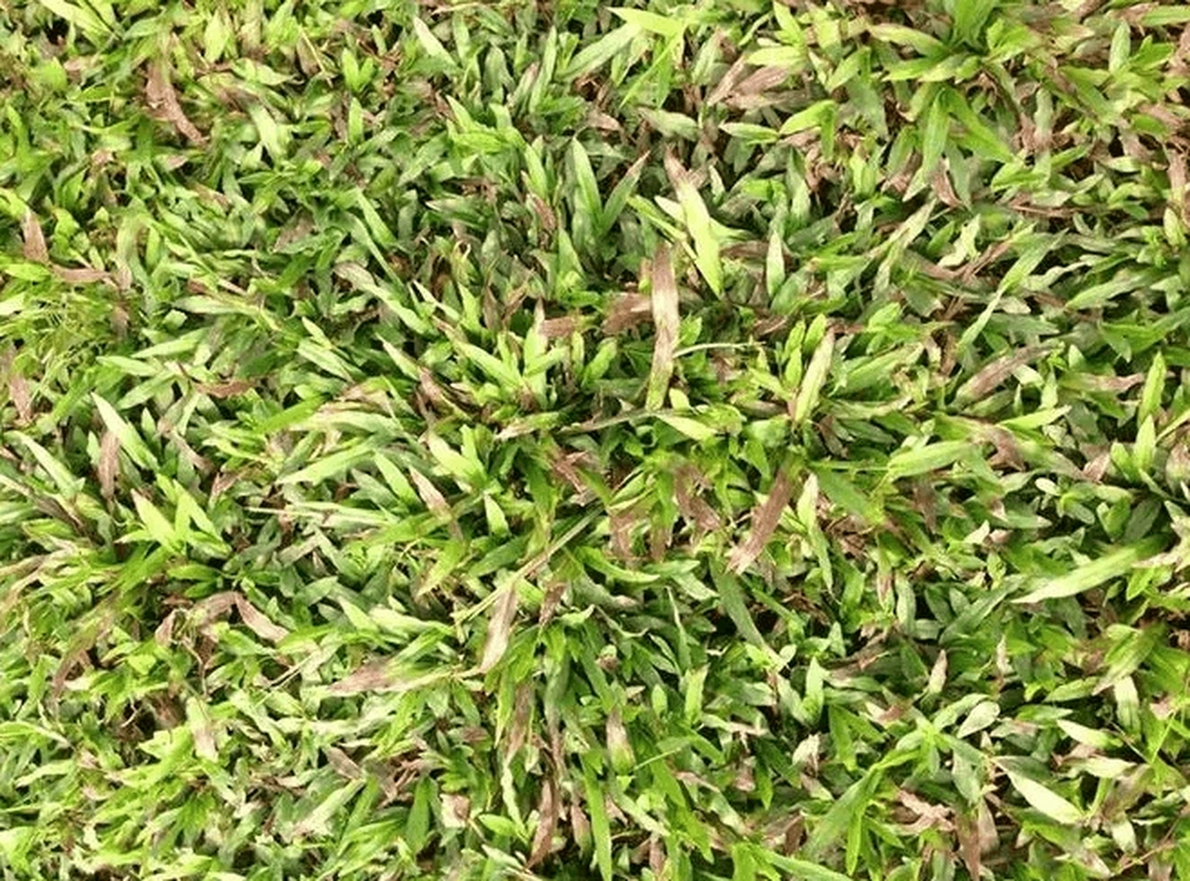 兰兴草场:大叶草 概述