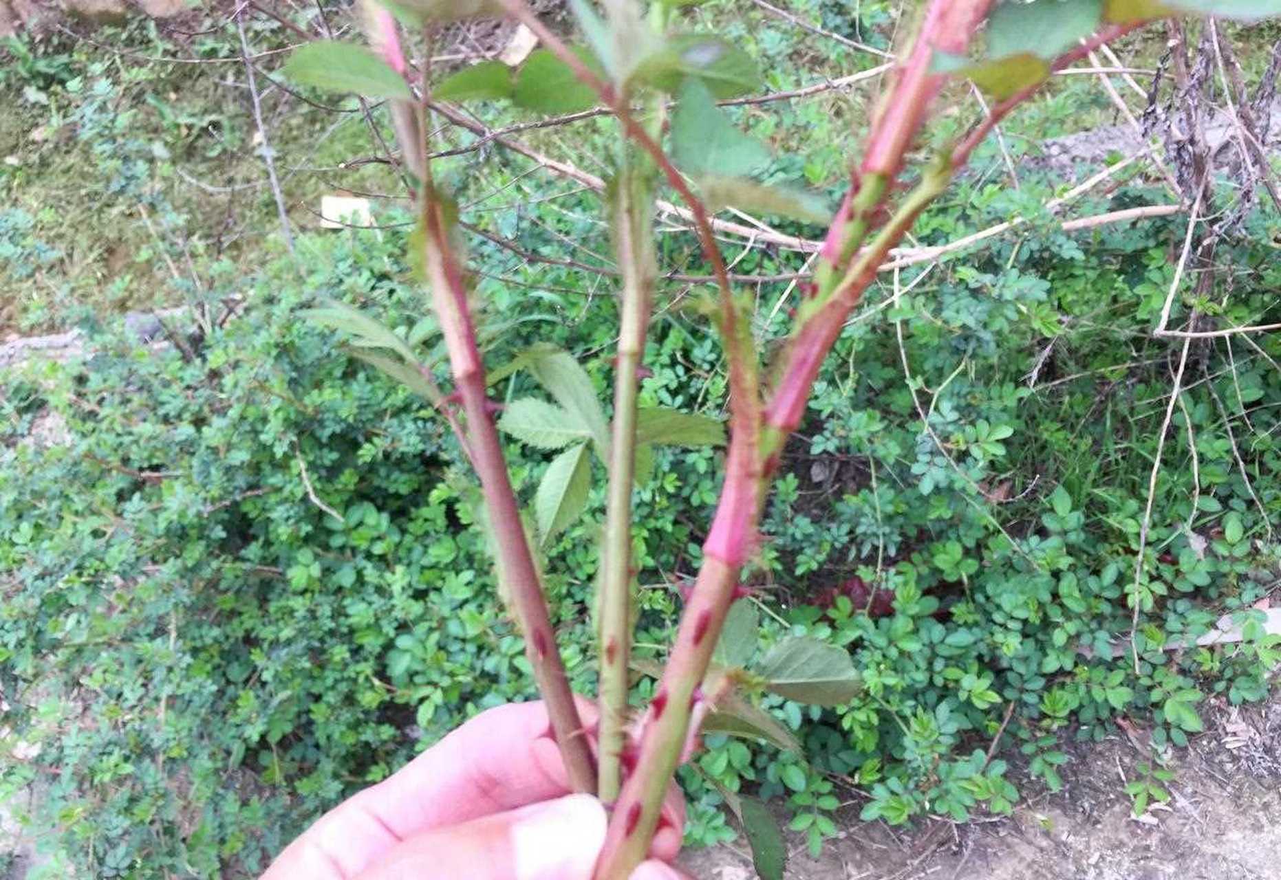 [吐] 我們土話叫刺麻苔,到了暖花開時它也開始抽出嫩枝,把嫩枝外面一