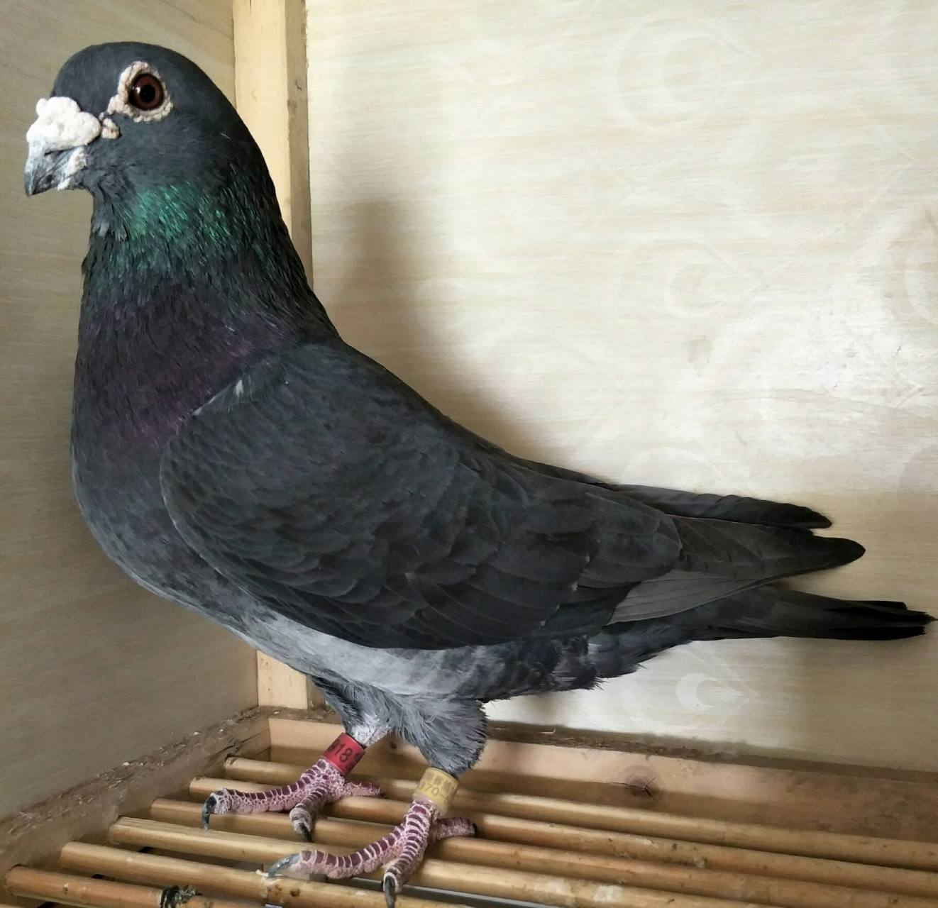 也是历史上中国人第一次在中国信鸽体育上,有李梅龄培育的信鸽从天津