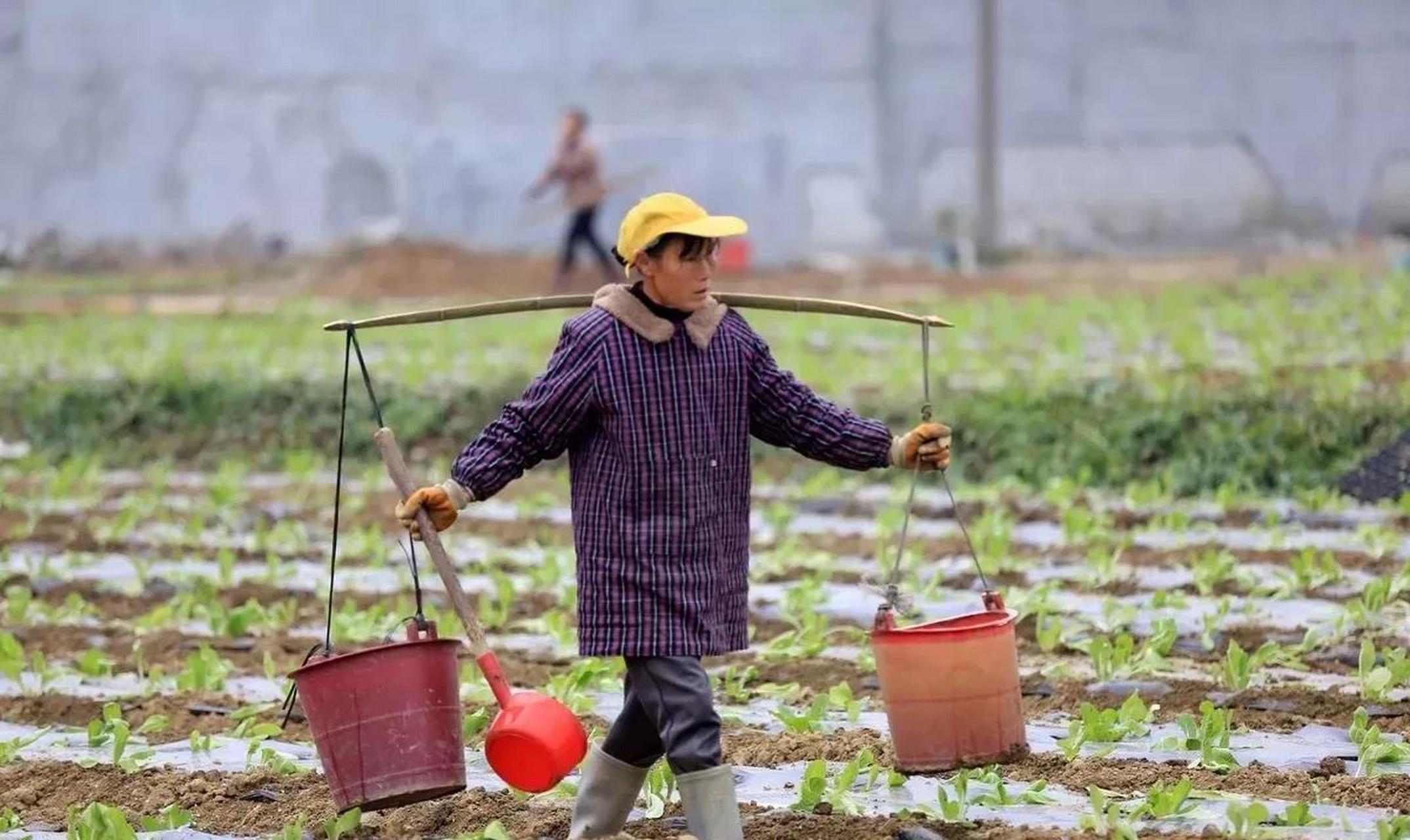 农民用粪便水浇菜地的做法违反了相关部门的规定,对人体健康和环境