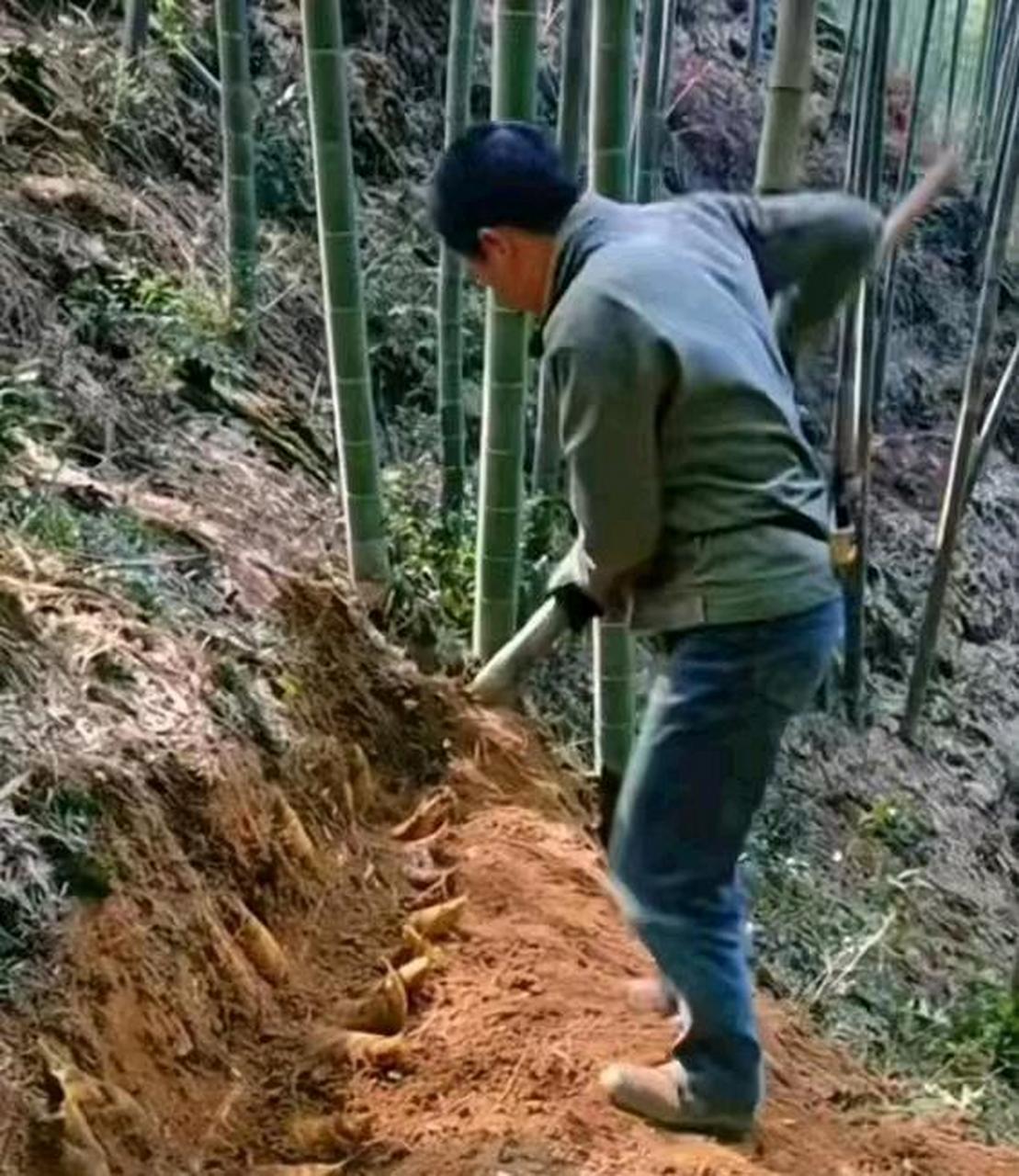 野竹笋长得很旺盛[汗]