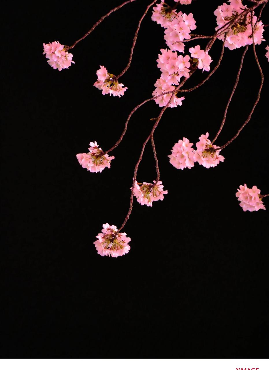 华为p60 pro下的夜樱之美