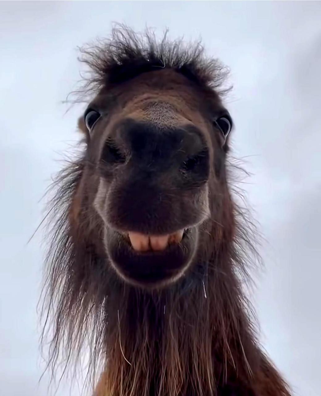 这是我第一次见到马长得如此猥琐,让我感到有些不知所措!