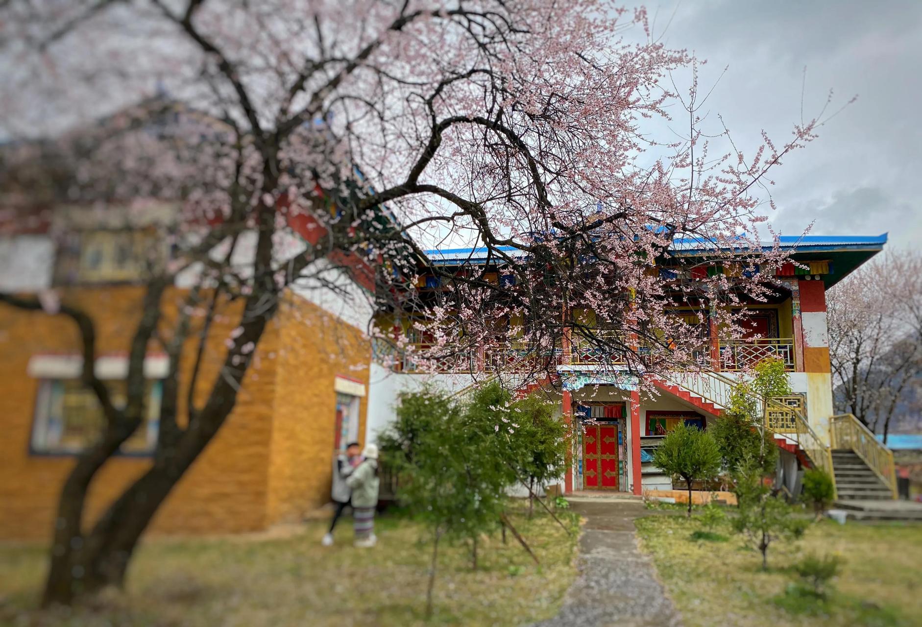 西藏# #林芝# #波密县# 倾多寺—倾多强巴林寺:距波密县城40公里登沣