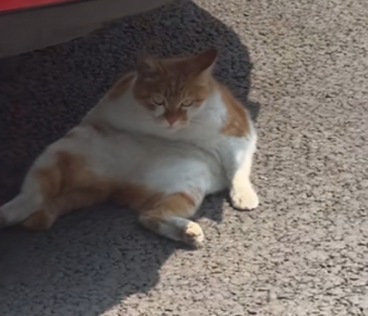 哈哈哈,看这猫肥的,坐姿真的好猥琐!#搞笑萌宠