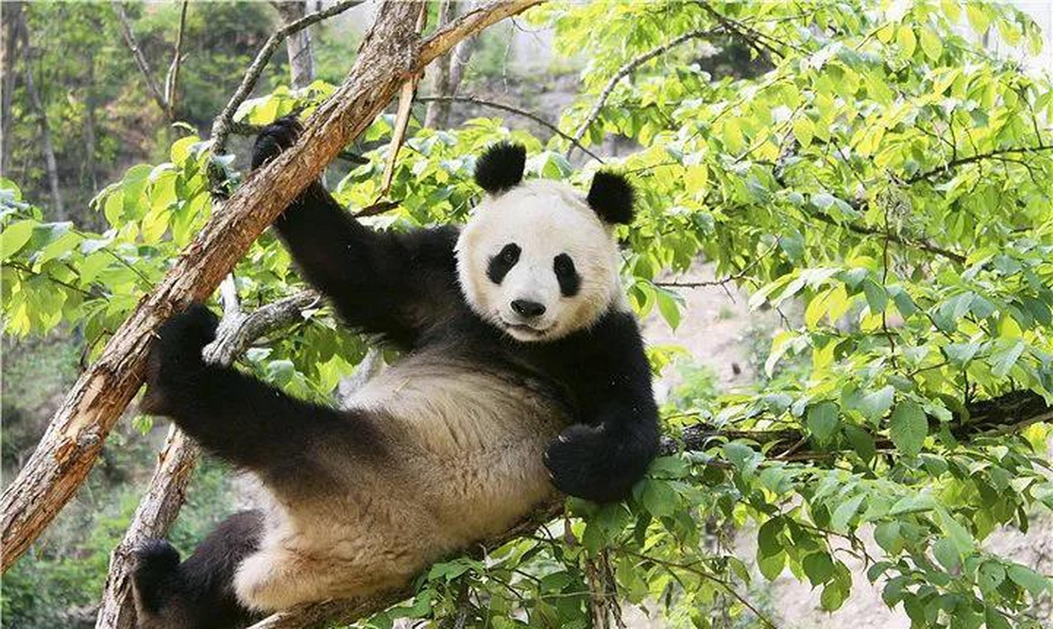 为啥秦岭熊猫很少出镜?从不外租?