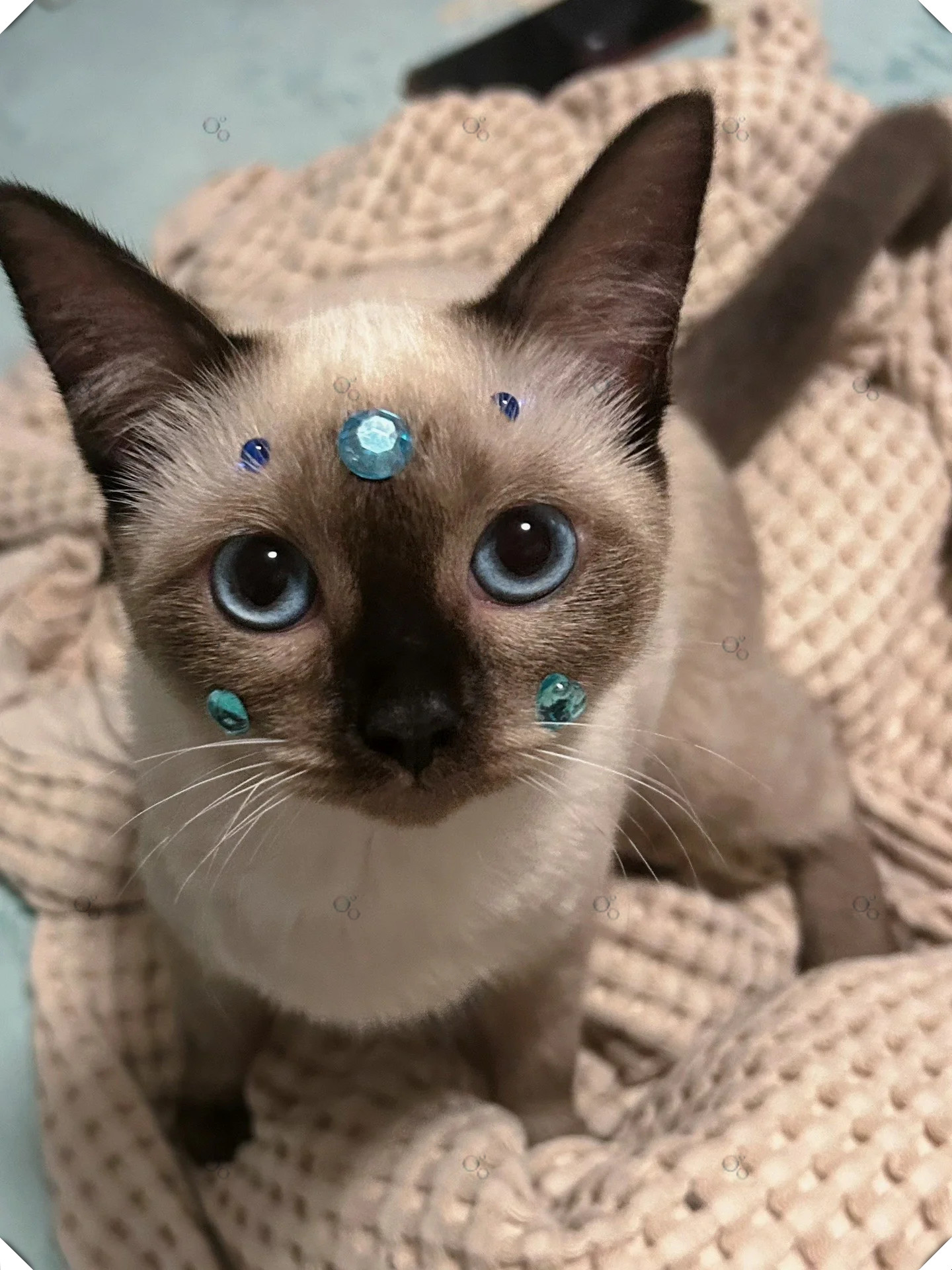 毛色如雪,眼神犀利,我是一只骄傲的暹罗猫.