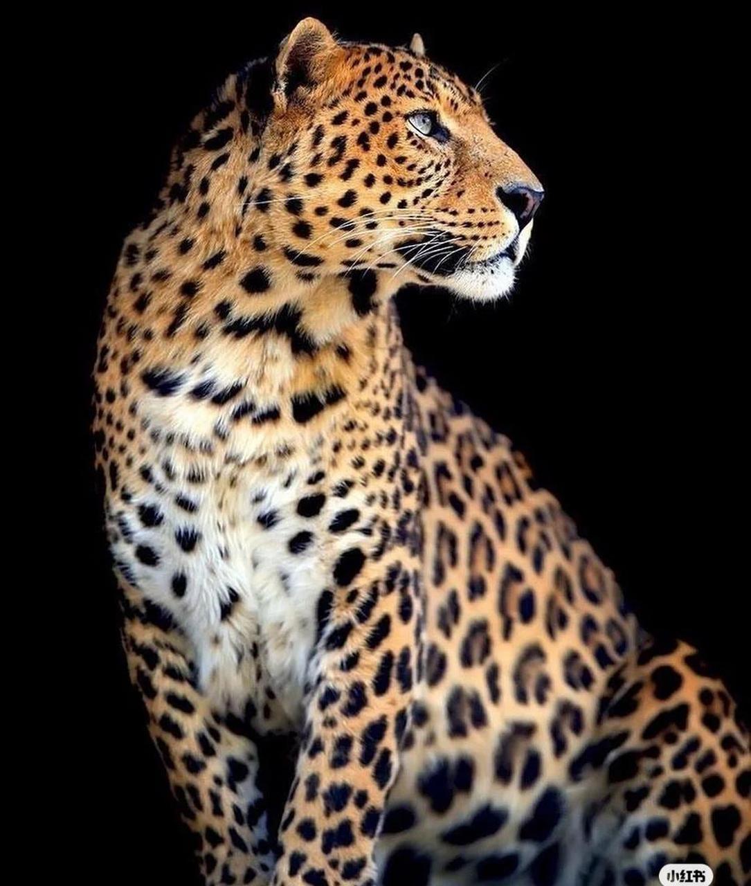 动物世界猎豹是不是跑的最快的?