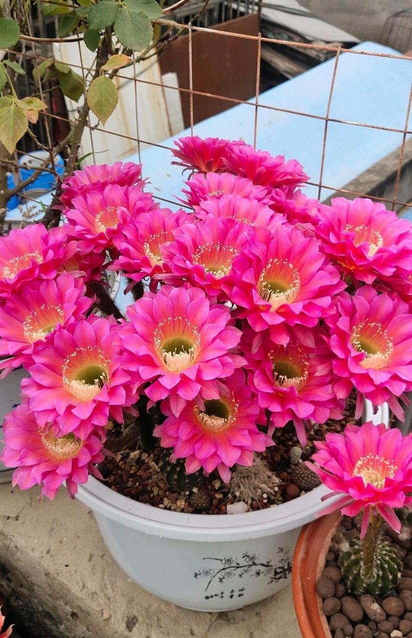 有种很会开花的仙人球,名叫"浓桃筋",属于彩色草球,球体幼时呈圆球形