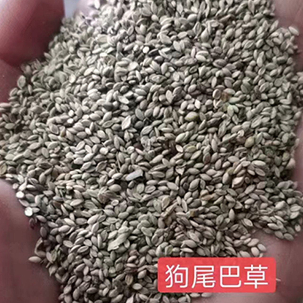 狗尾草种子,狗尾巴草草籽