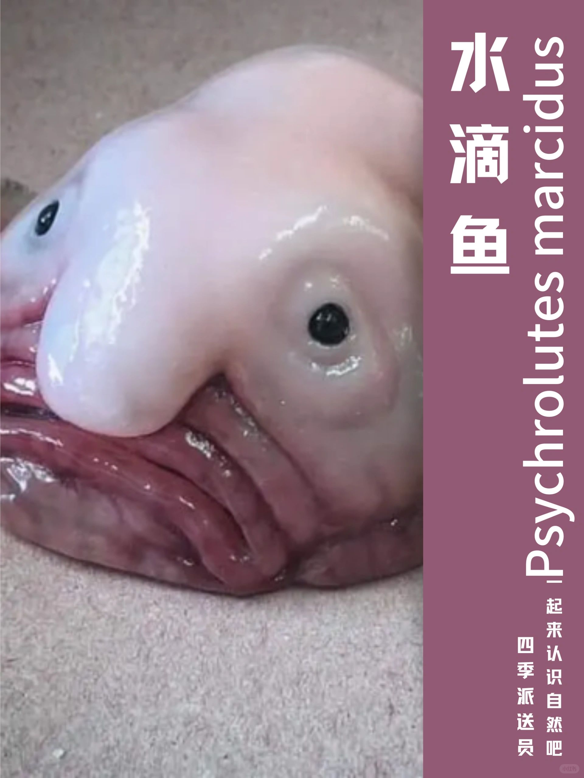 水滴鱼  中文名:   【水滴鱼(软隐棘杜父鱼)】 拉丁学名:psychrolutes