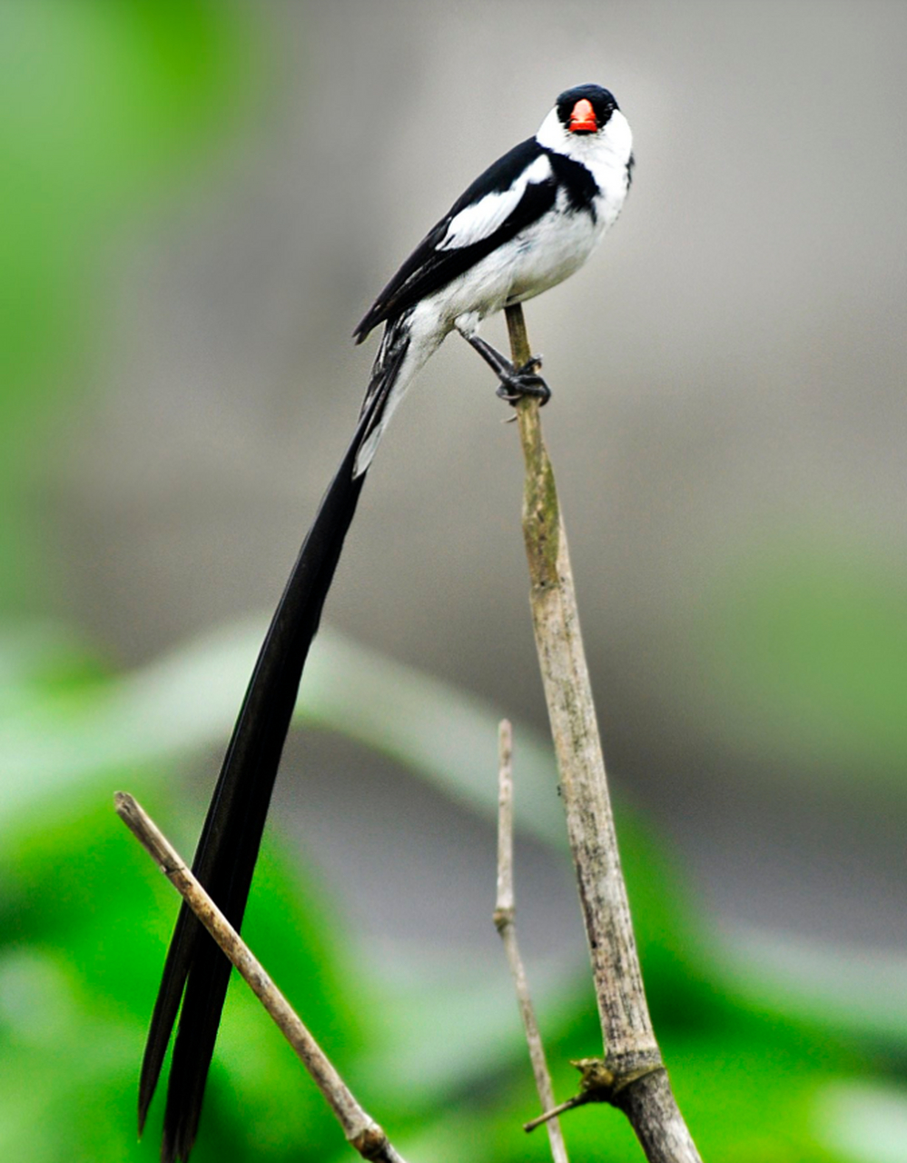 有趣的动物:针尾维达鸟(pin-tailed whydah)  这是一种分布在非洲中部