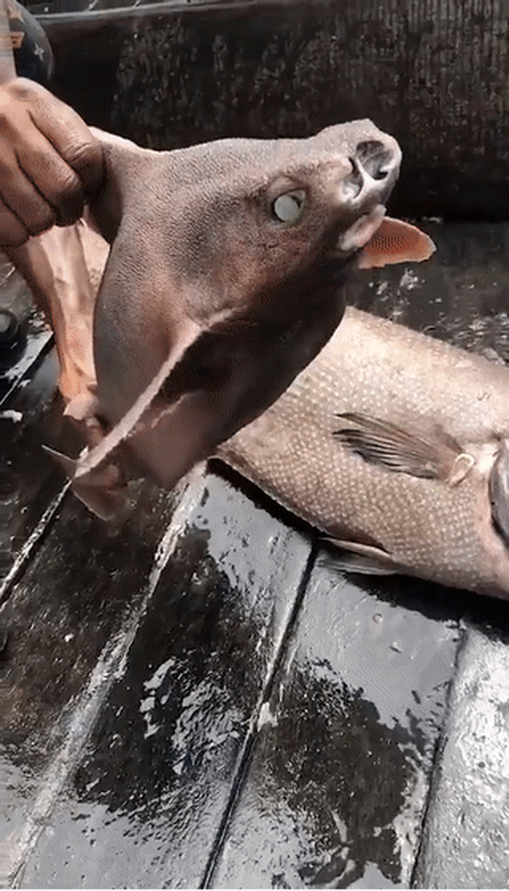 centrinasea),是角鲨目的一种鲨鱼,分布在非洲西部近海,地中海和西欧