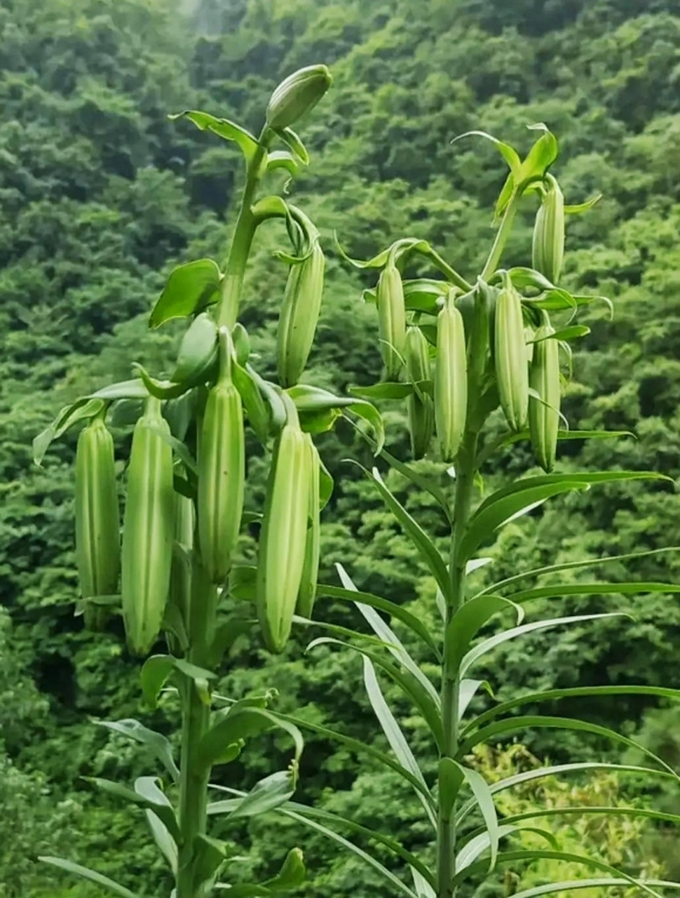 和秋葵相似的植物图片图片