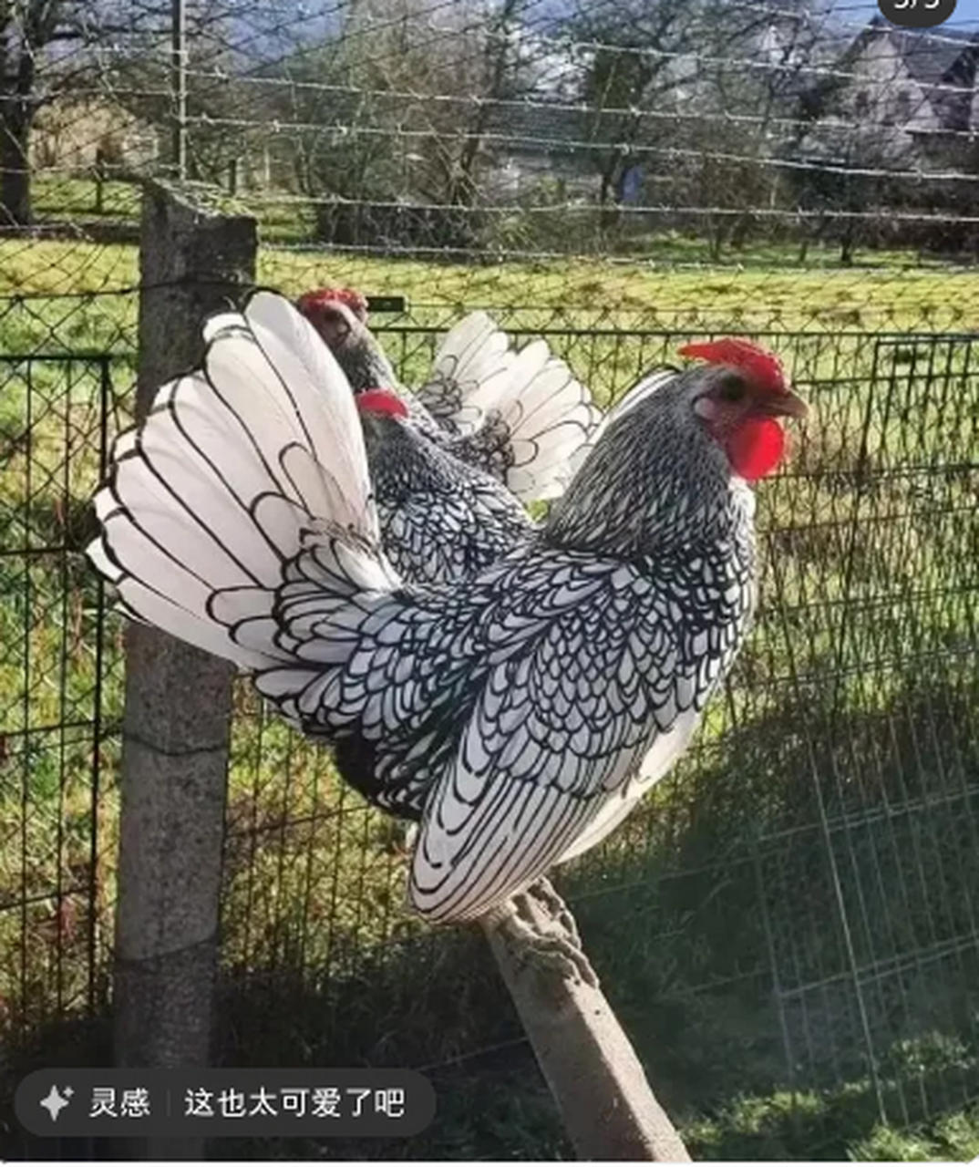 波兰鸡介绍图片