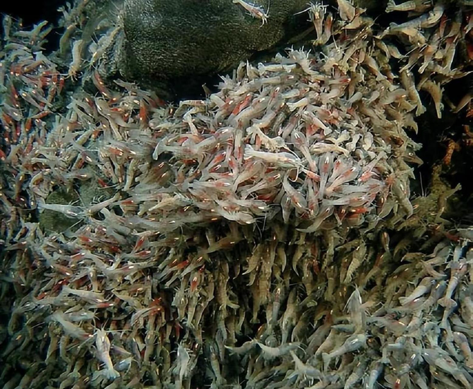 网友:英国人在深海热泉旁发现了一种白色盲虾,生活在450°c的海底火山