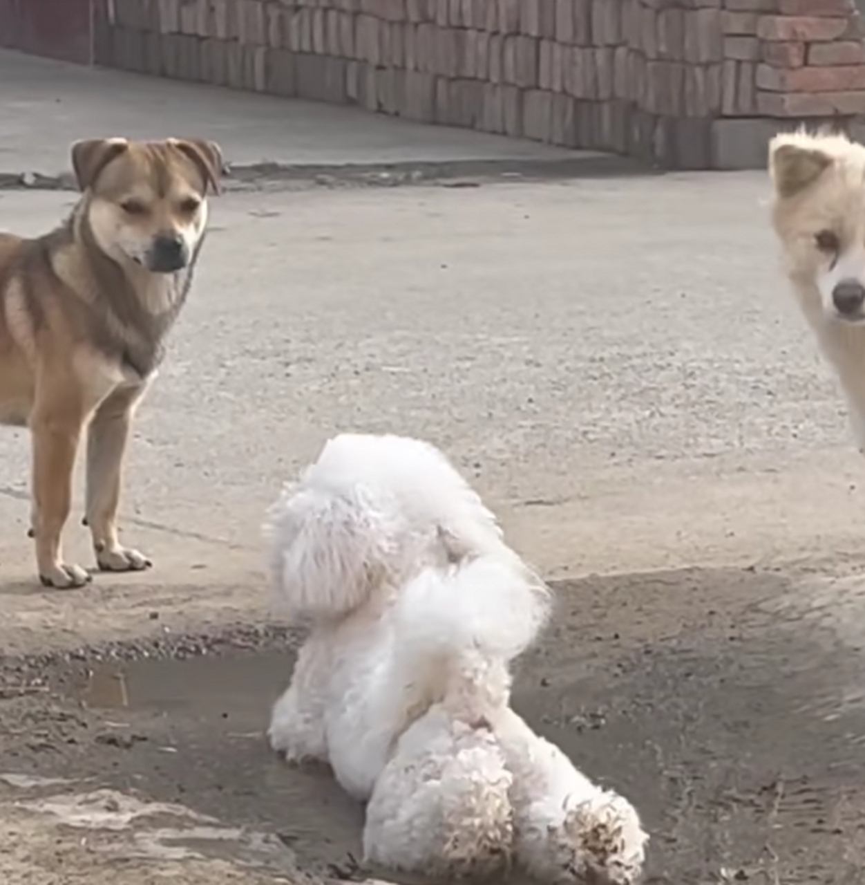 城里的狗都这么不讲究卫生吗