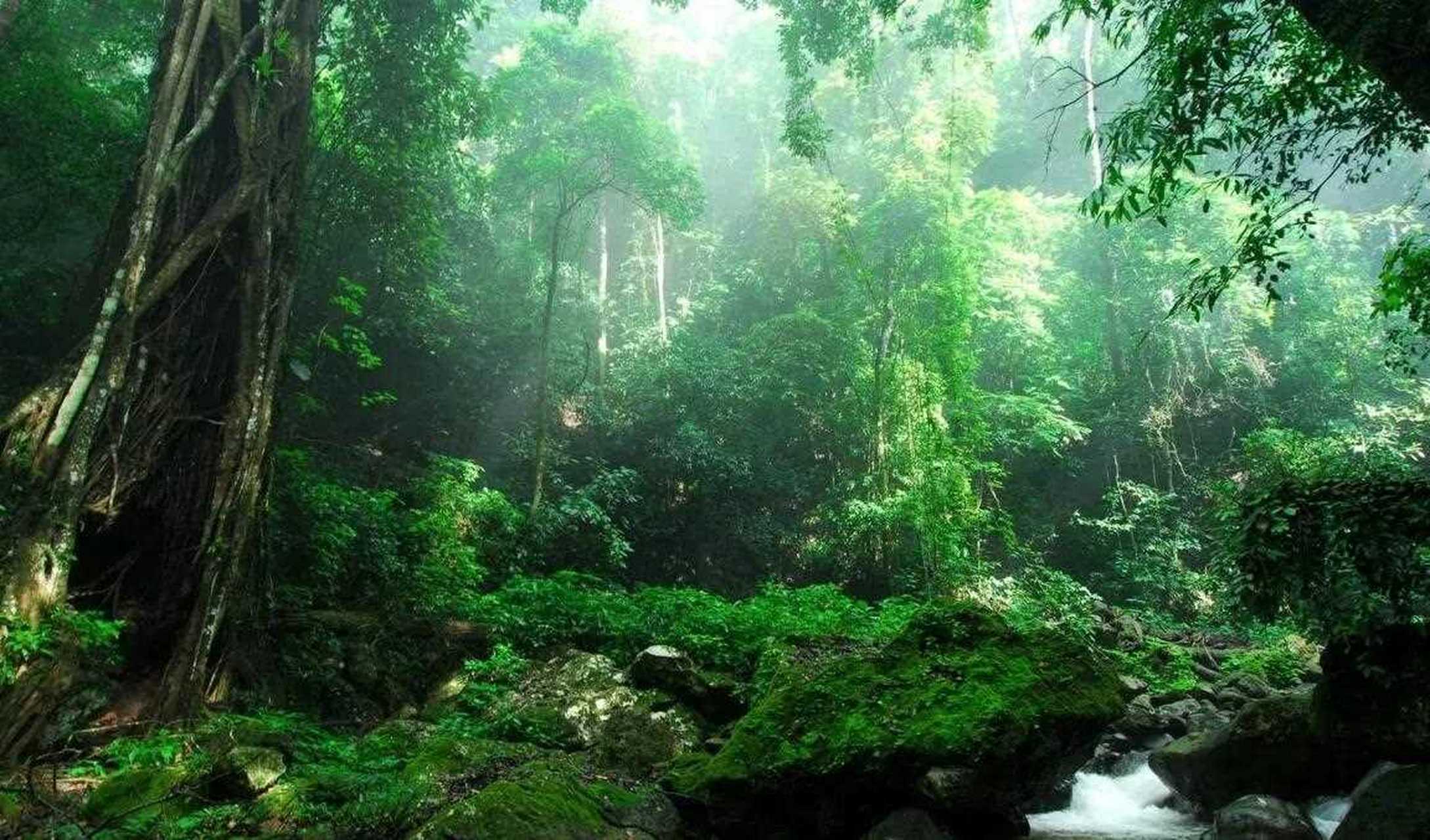 西双版纳原始森林公园,位于云南景洪市境内,地处于澜沧江以北,北回归