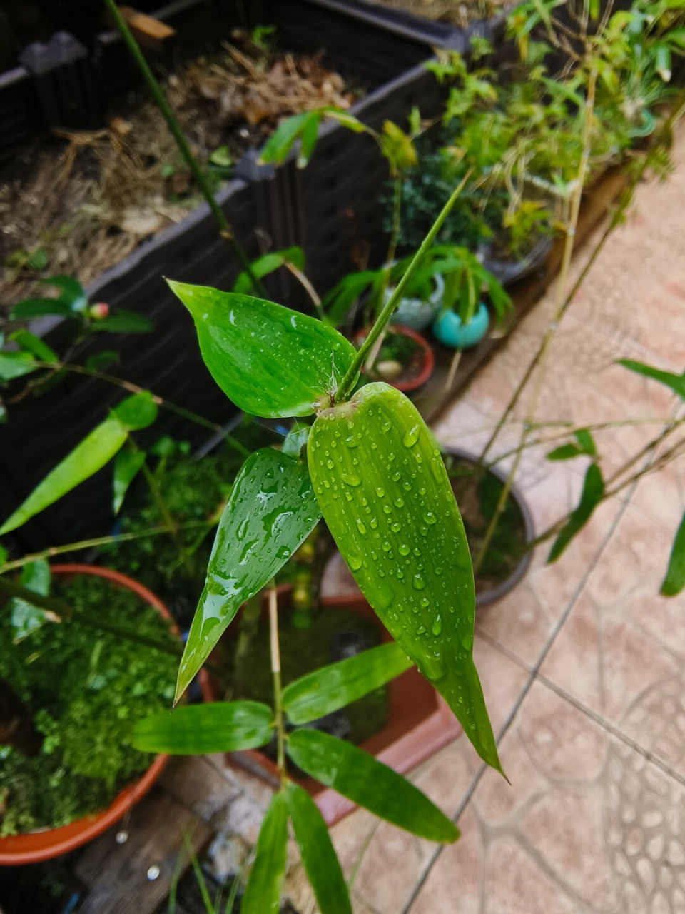 闯入我生活的新奇植物  竹是一种多年生常绿草本植物,属于禾本科.