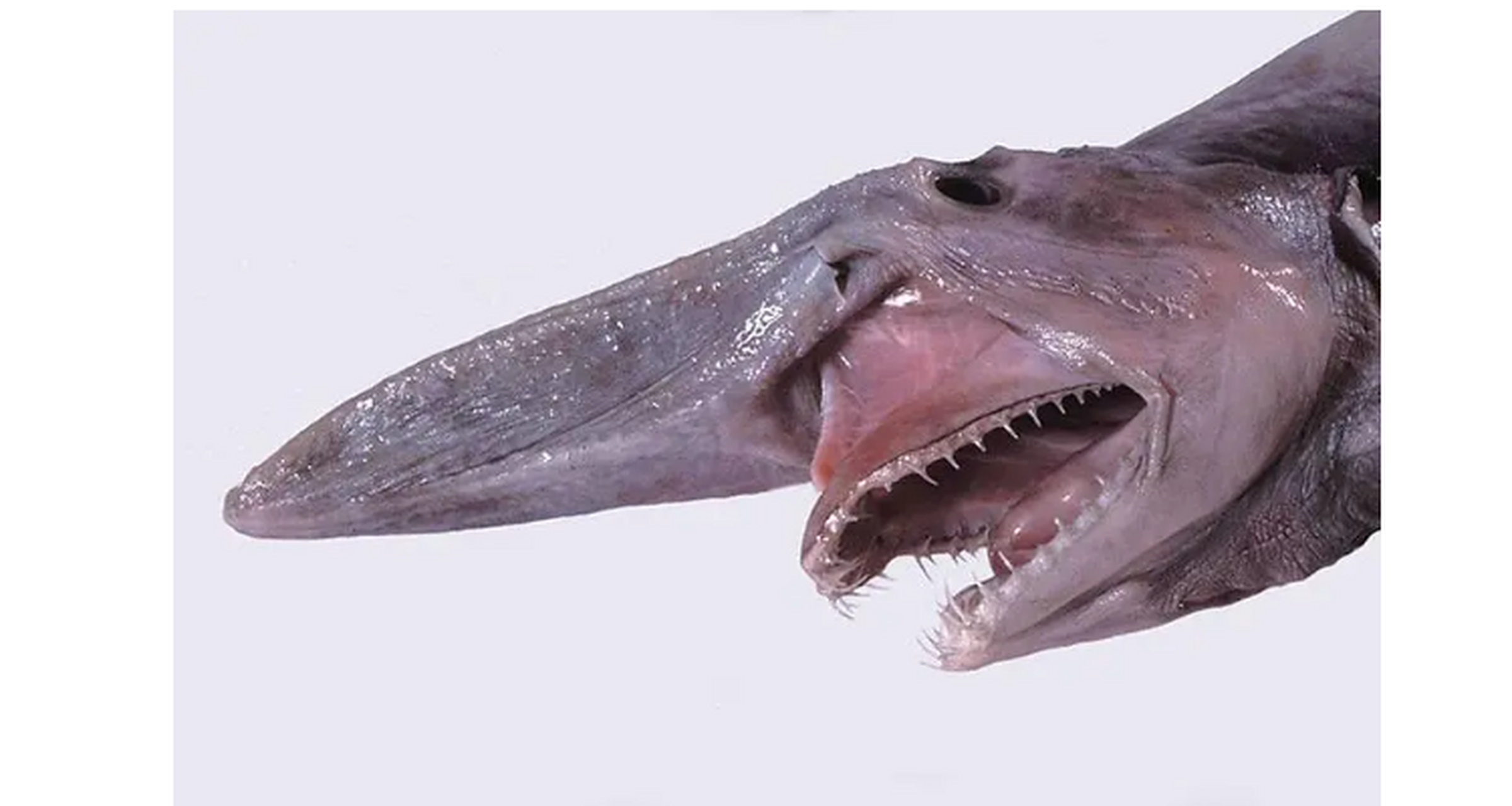 世界上最奇怪的动物 哥布林鲨.