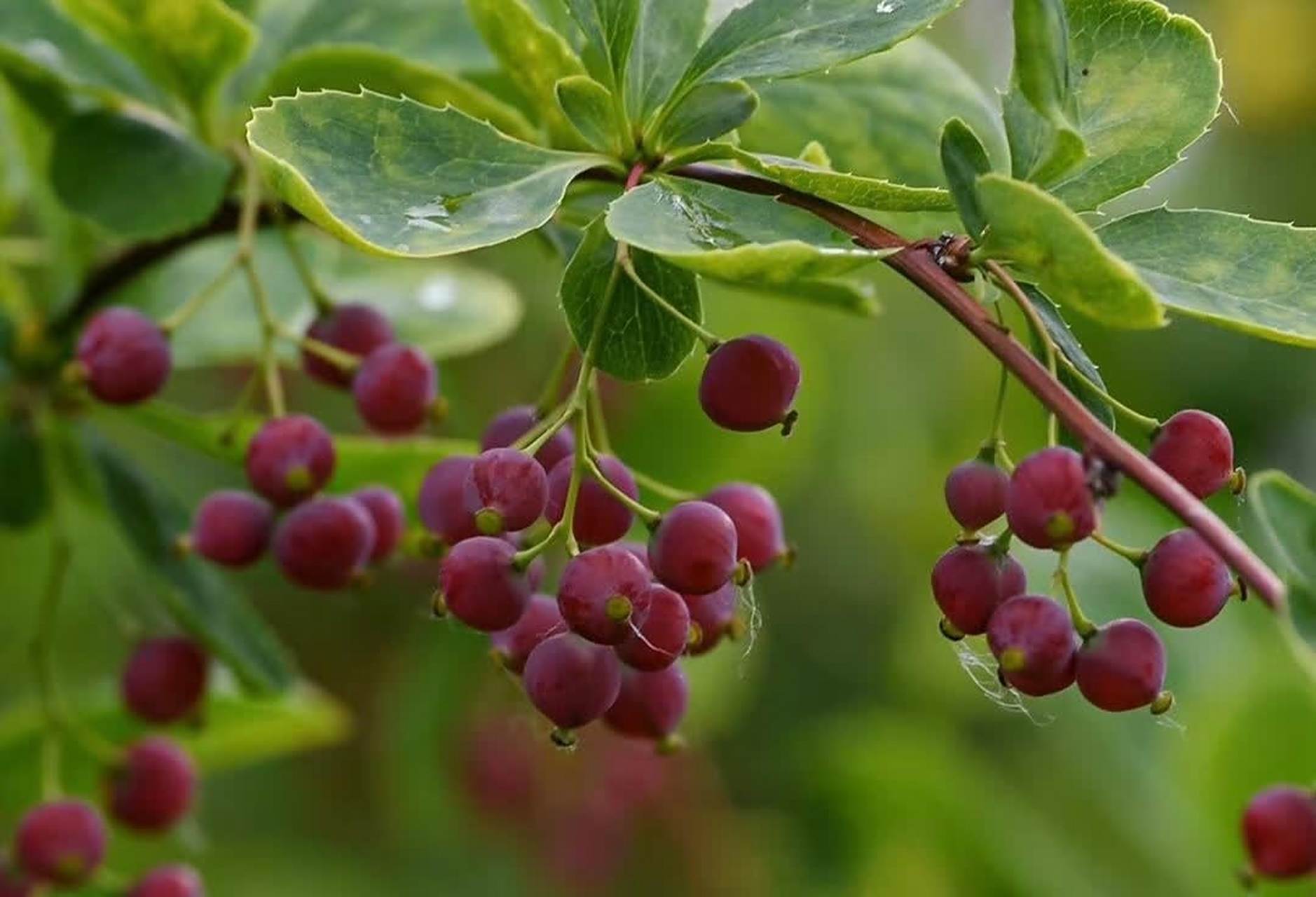 分享图片:美丽的毛芯木,又名雪果,雪梅    这小果子真漂亮,有着梦幻般
