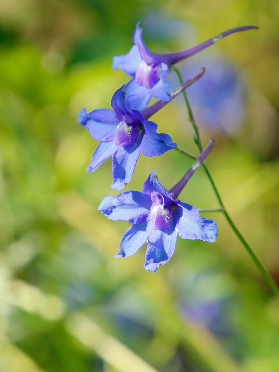 金沙江边的翠雀花,叶与花媲美,翠雀属有300种,中国约110种,主产地为