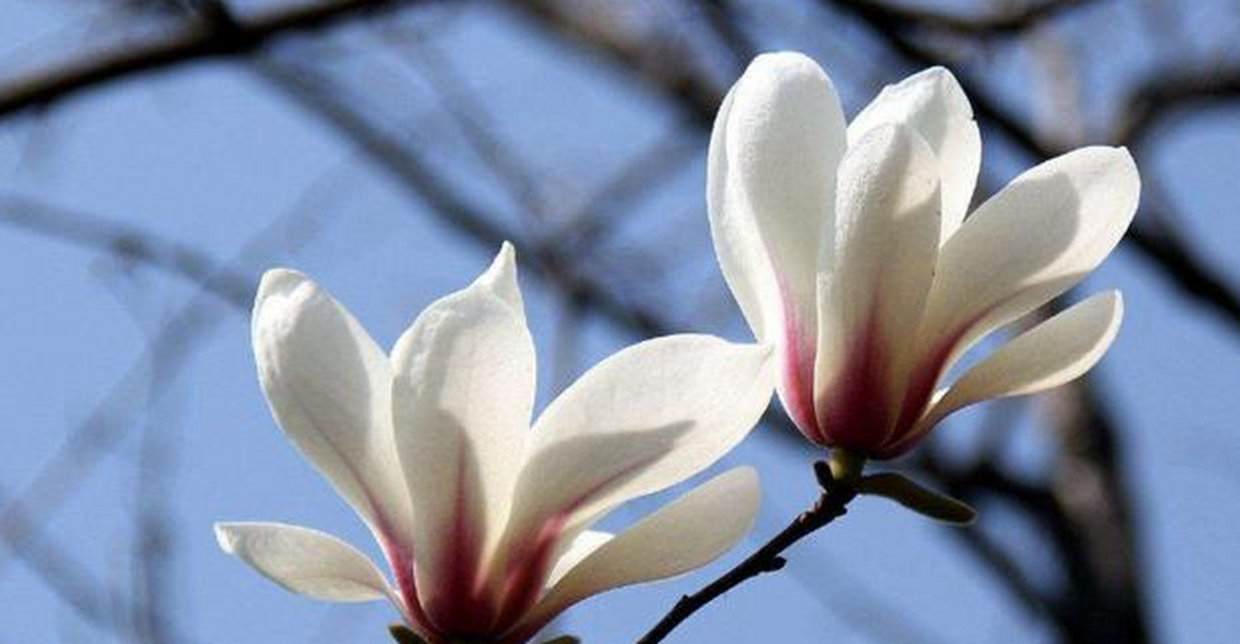 木兰花花语是高尚的灵魂,木兰花的寓意象征着崇高优雅的人品.