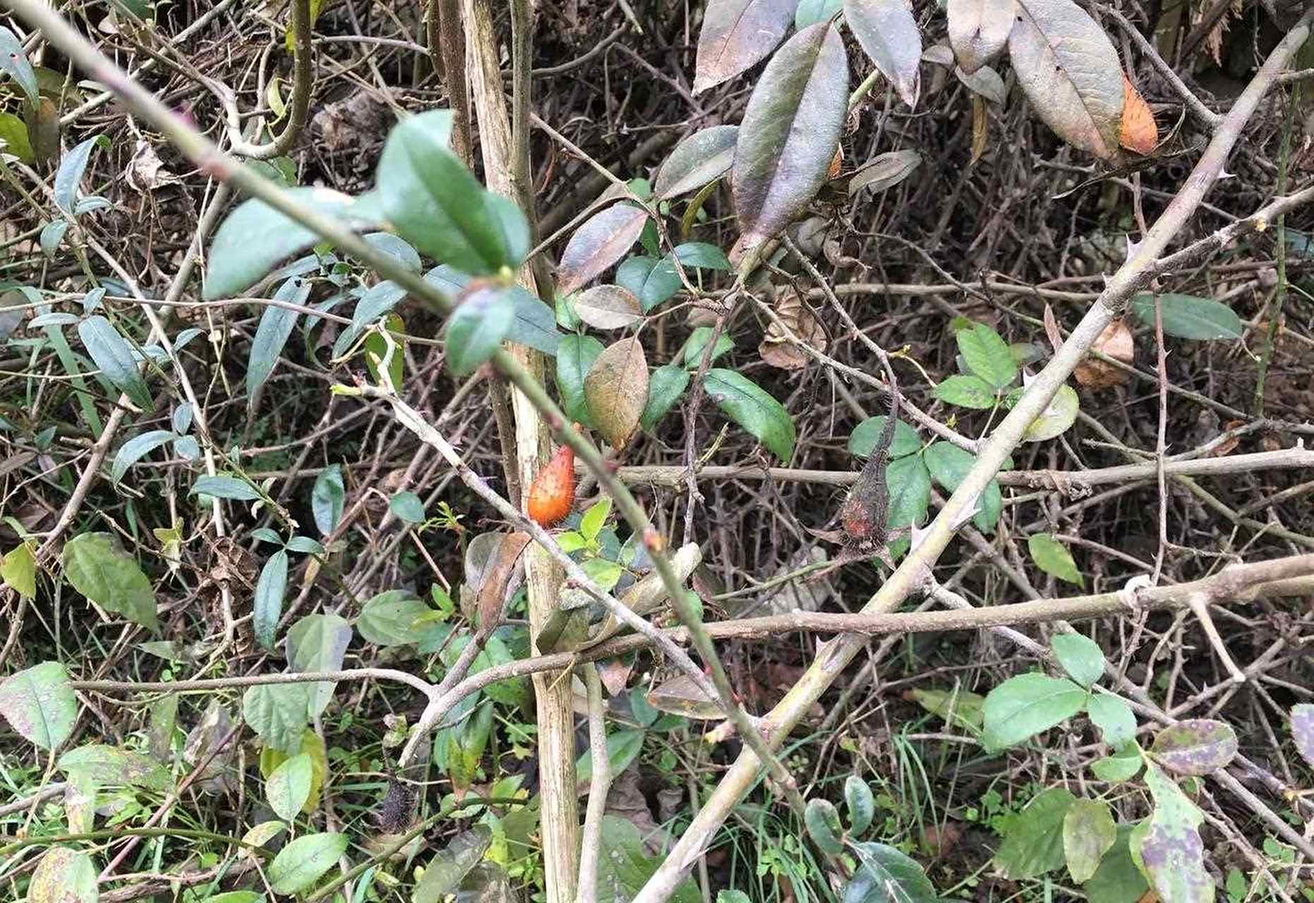 我用刺果泡酒 一,刺果摘回来把籽弄掉,洗干净把水份晒干.