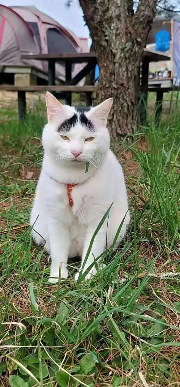 好阔怕,猫界#李荣浩# 终于睁眼了!#猫咪# #萌宠