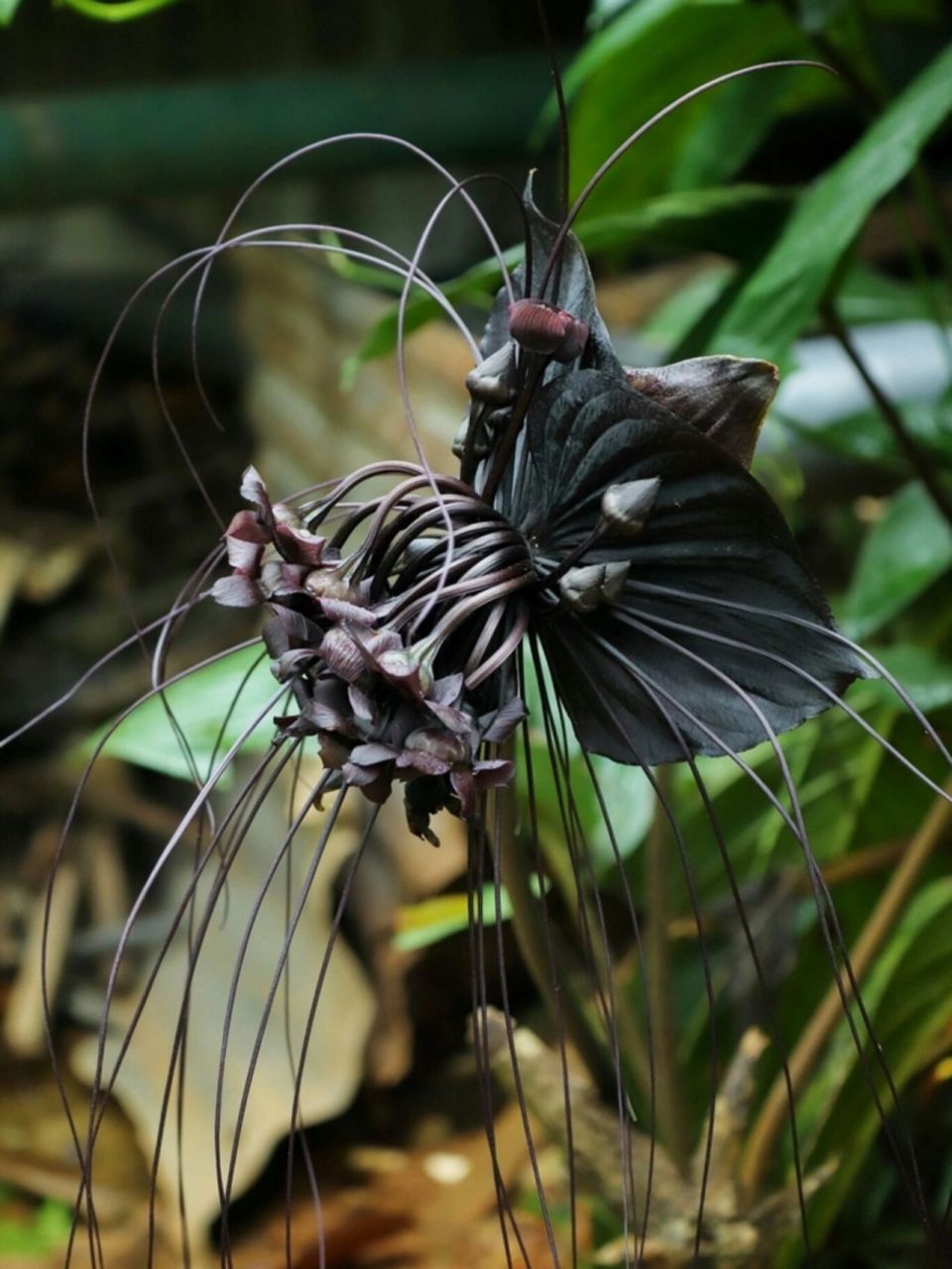 雨林下的幽灵 黑蝙蝠花 tacca chantrieri(black bat flower) 原产地