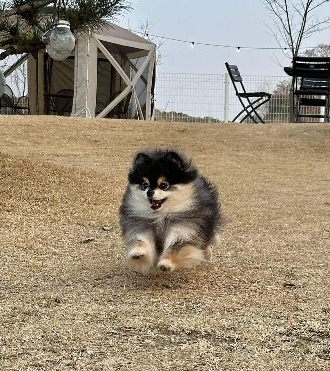 说你是博美吧,你像阿拉斯加,说你是阿拉斯加吧,你体型又太小,合着你是