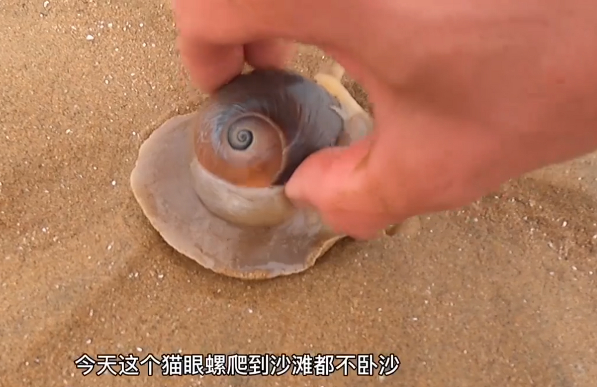 好大一只海葵,像红宝石 最后就缩水了