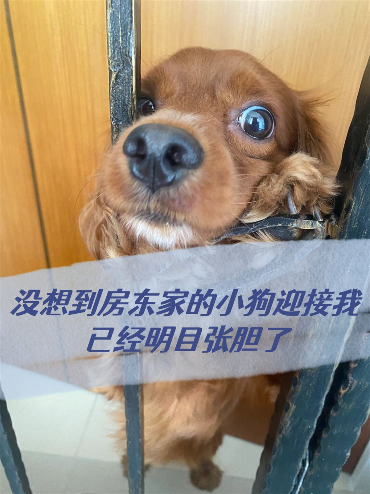 但是每次吃饭的时候它就会眼巴巴地看着我那个可怜兮兮
