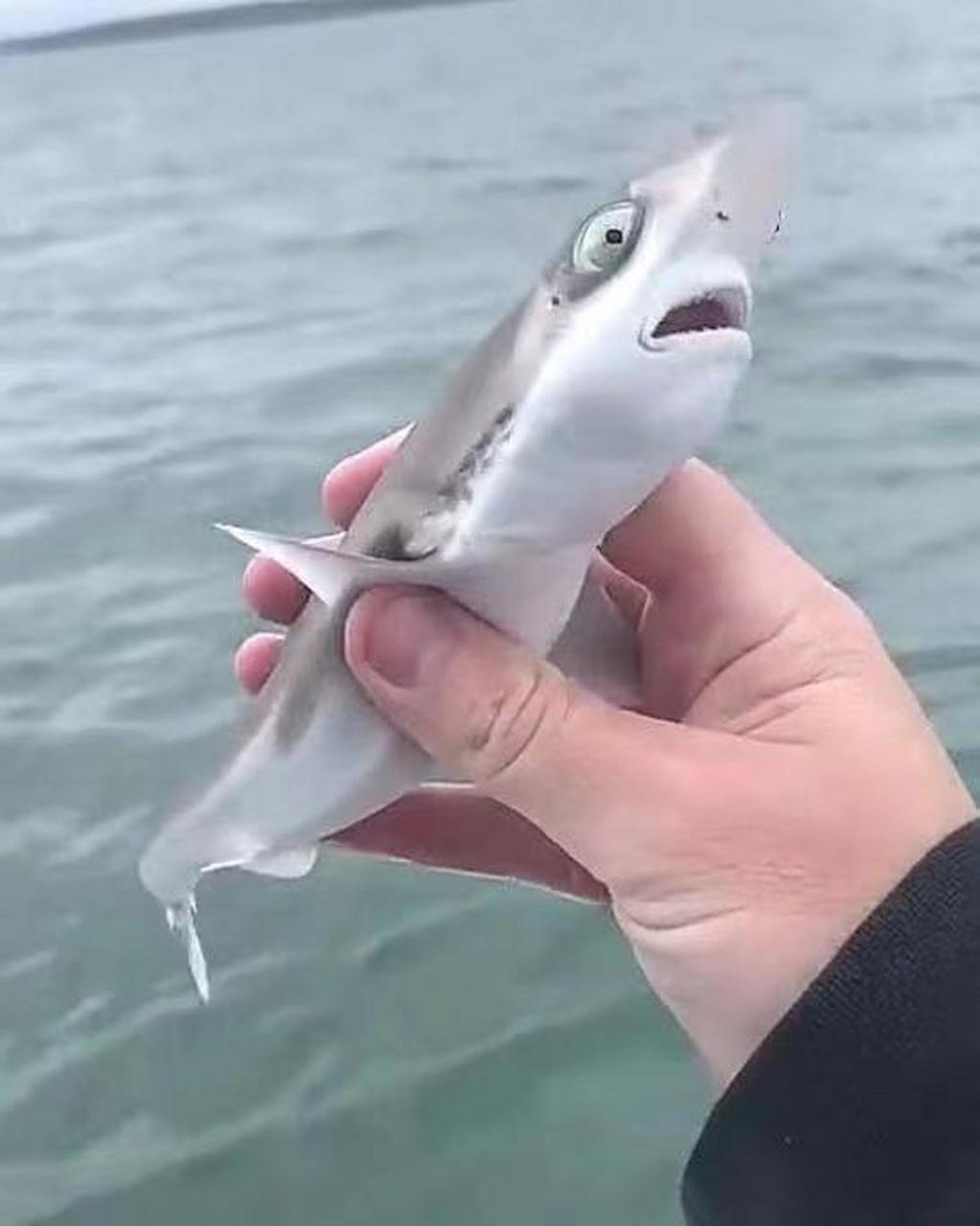 如果把这样的小鲨鱼带回家养,他会长大吗