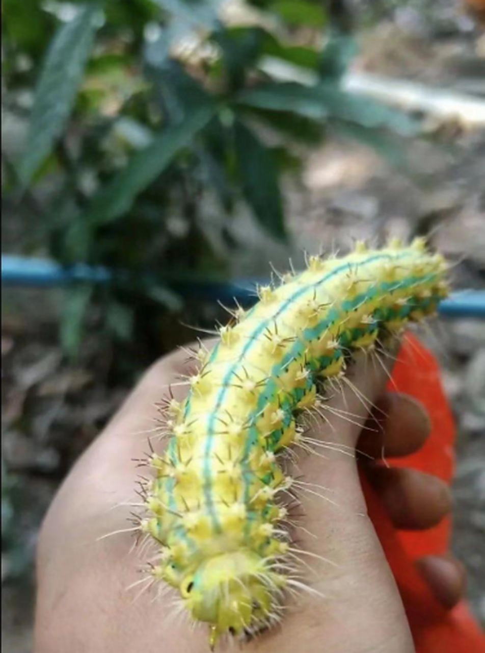 听邻居奶奶说,豆虫吃了大补,果断逮一个