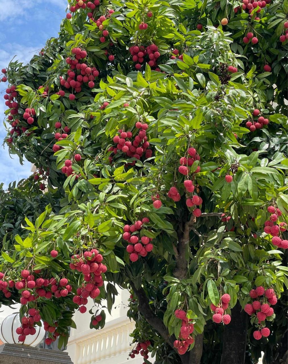 家门口的荔枝树,随时采摘,欢迎[照相机]来做客.