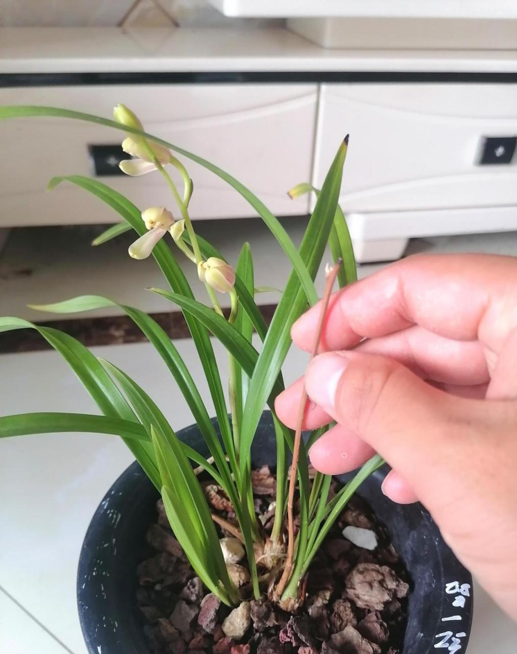 建兰红一品今天开了两朵,昨天半开状态就开始放香了,本来没有闻到香味