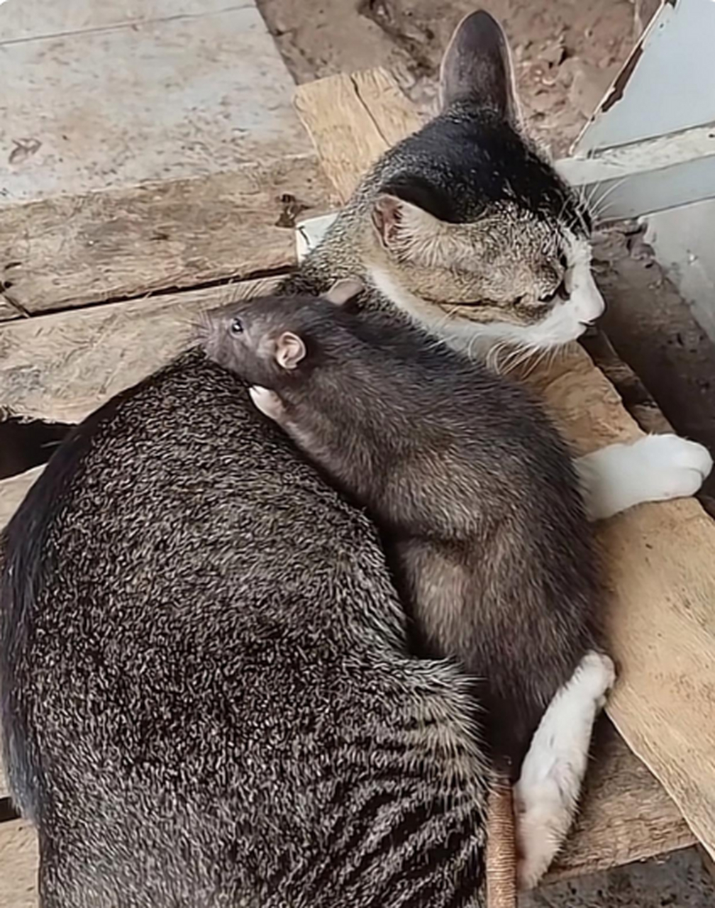 这社会,老鼠都敢骑猫身上了