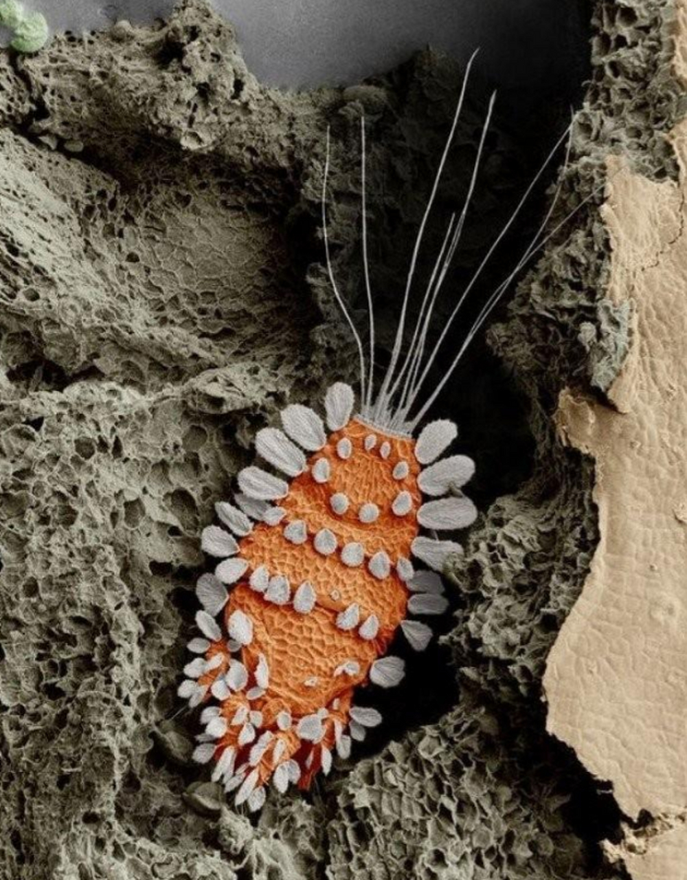 孔雀螨,主要寄生在一些柑橘类水果上.