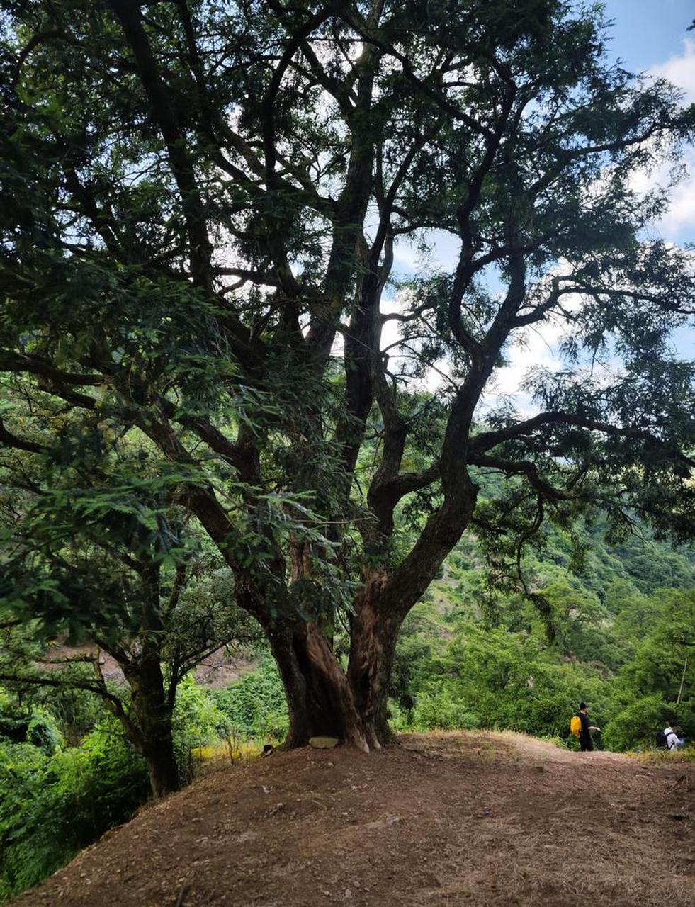 千年香榧林,网红走马岗 听说最近走马岗很火,于是找了个周末去看看.