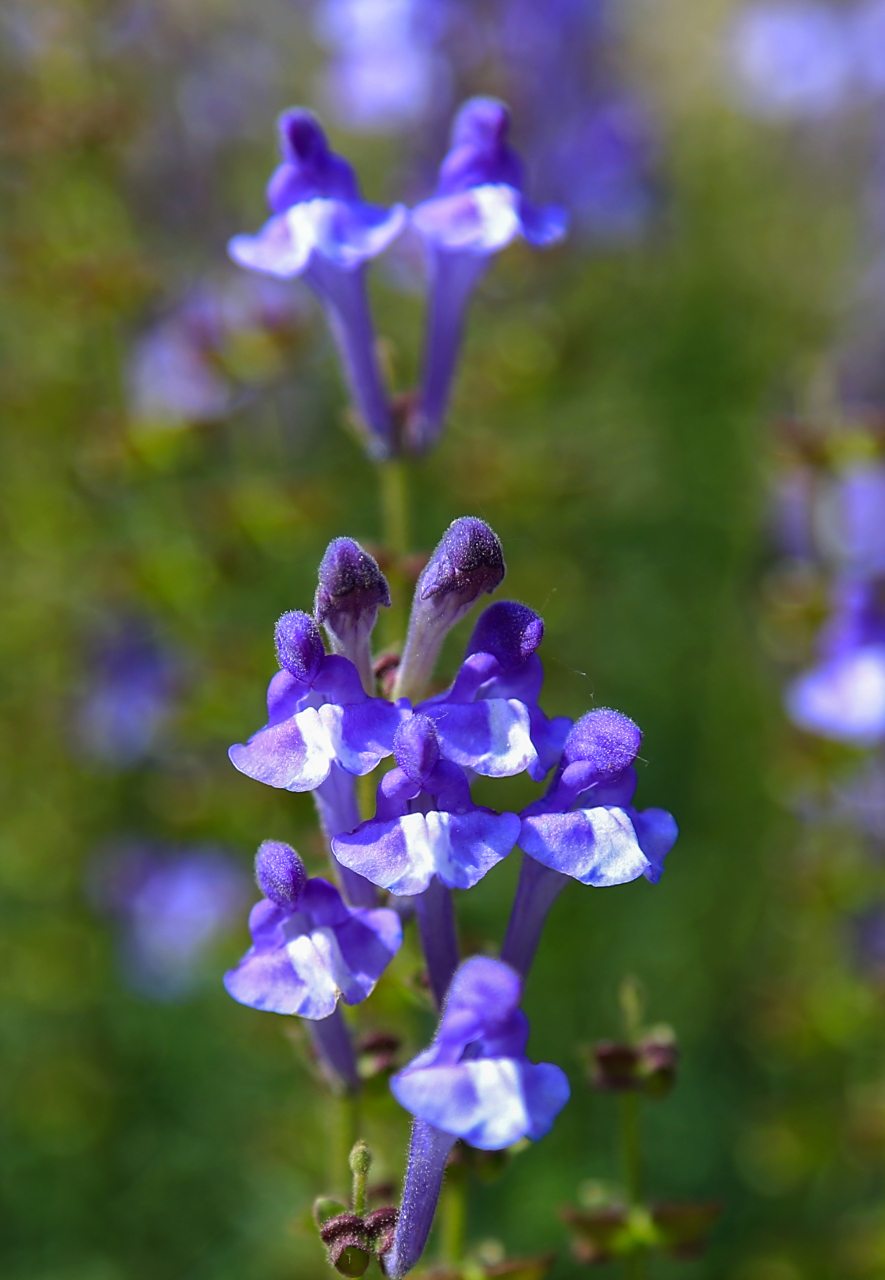 山野花儿:并头黄芩,唇形科黄芩属植物.根茎斜行或近直伸,节上生须根.