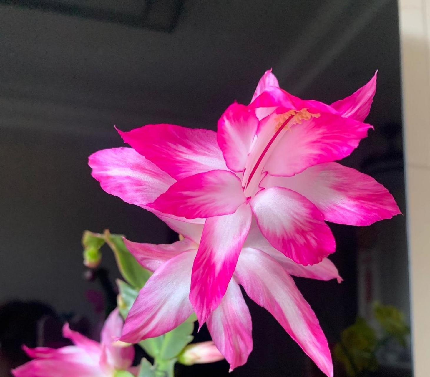 蟹爪兰界的"贵族"——皇冠(也叫王族),进口品种,花大色美,天生丽质.