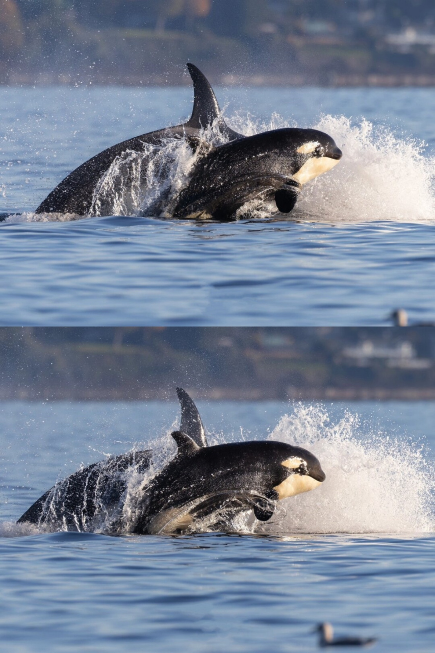 快乐时刻:虎鲸开心的模样  在解决了午餐之后,西海岸过客型虎鲸t109a2