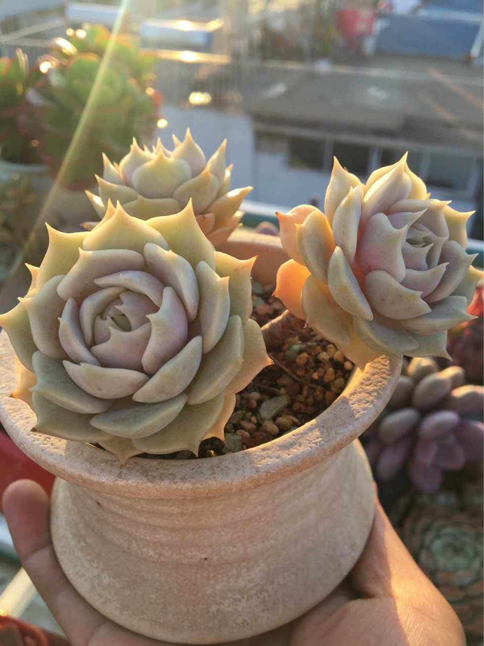 多肉初认识——露娜莲 露娜莲是景天科 拟石莲花属 由丽娜莲和静夜