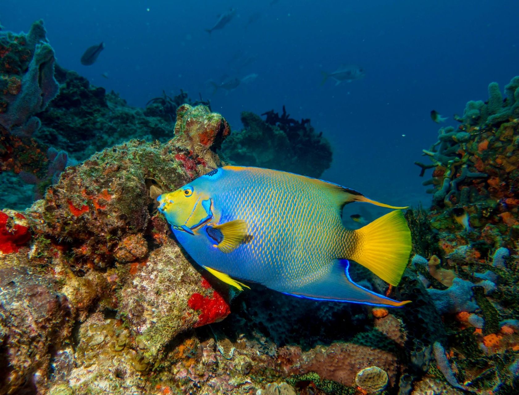 女王神仙鱼  96 学名:holacanthus ciliaris  96 别名:额斑刺蝶鱼
