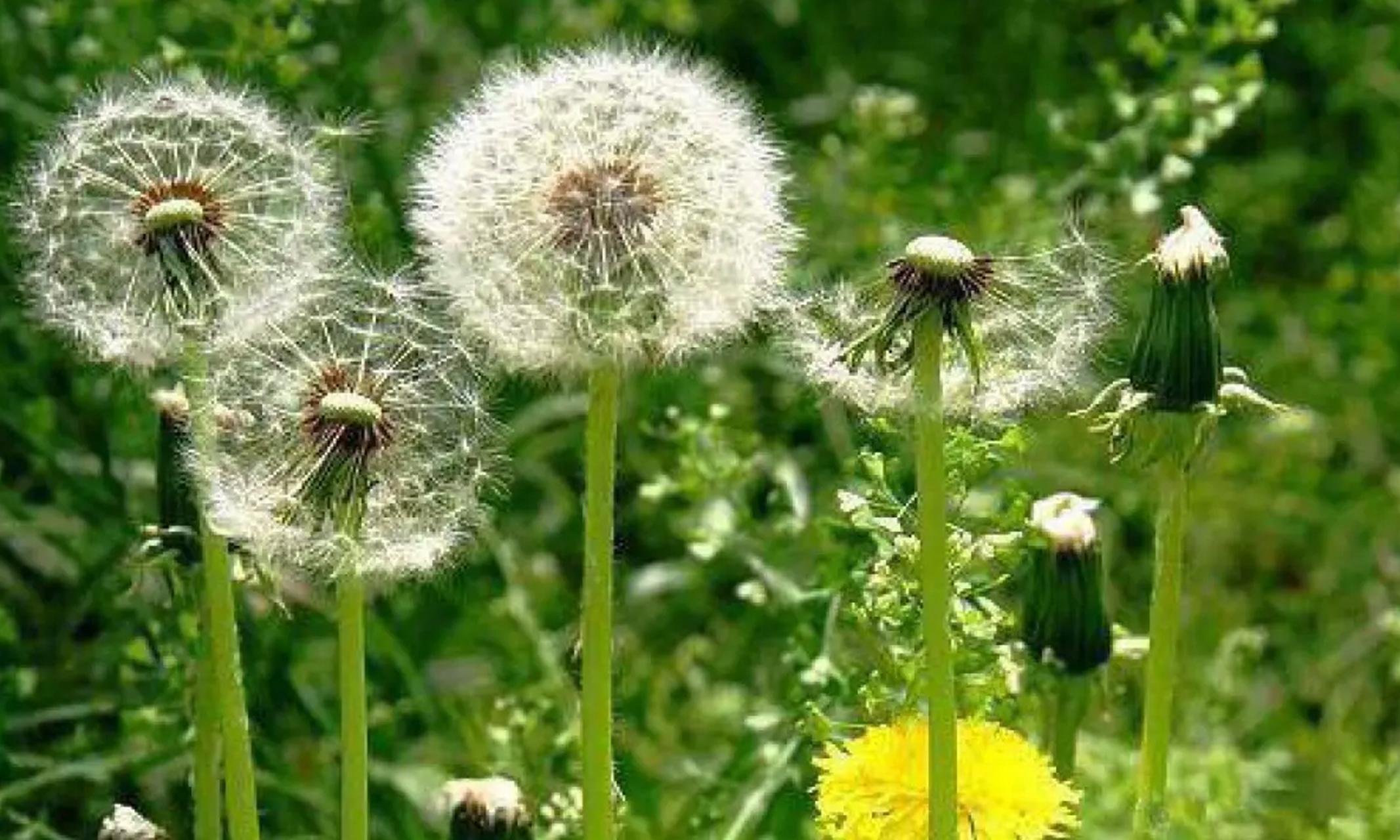 路边的这个草,在中药里是一味宝,它就是蒲公英,又被称为黄花地丁