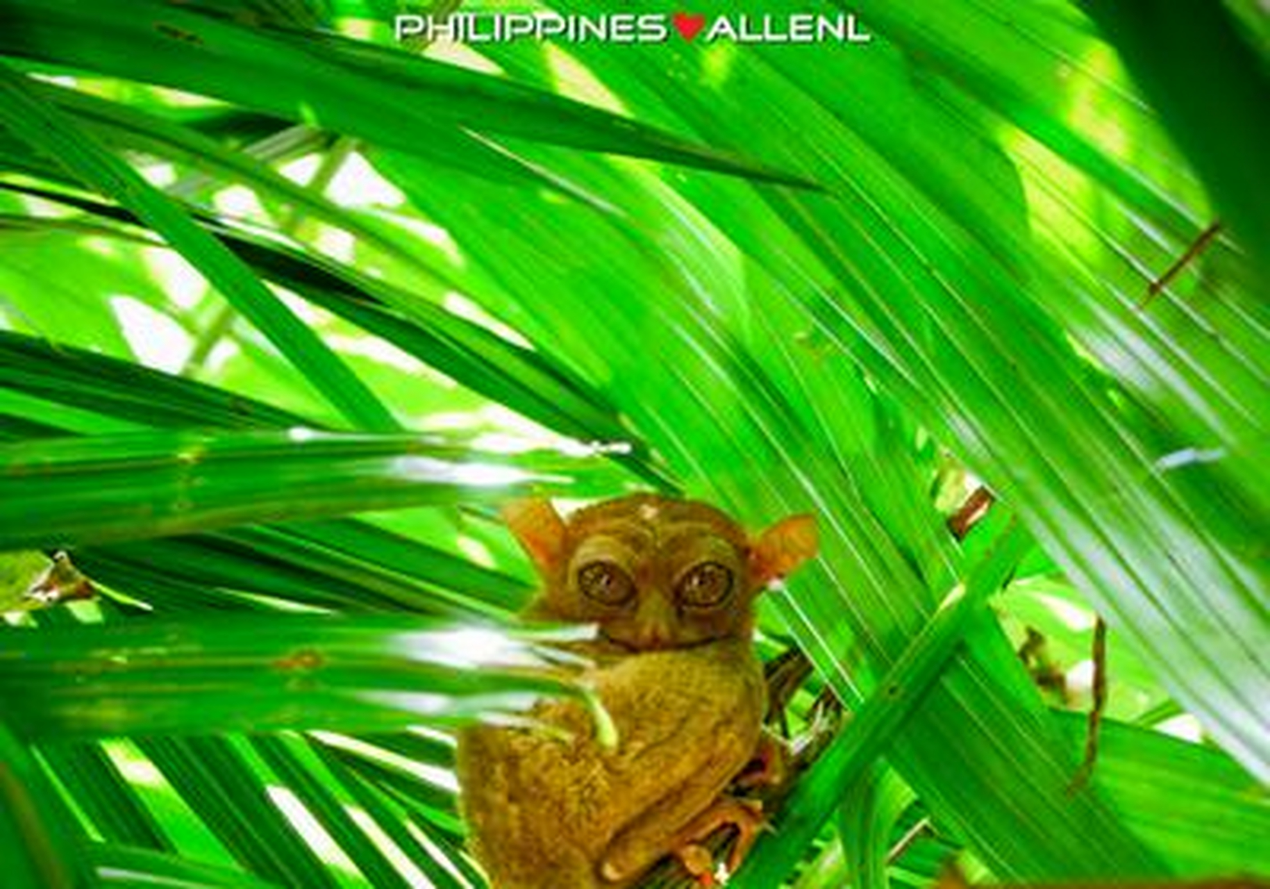 【菲律宾国宝之眼镜猴】 philippine tarsier sanctuary保护区大概有0
