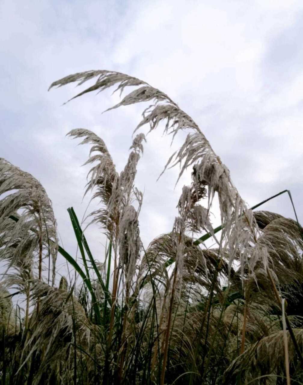 "排球女将"算不算!"血疑",动画片"花仙子""尼尔期骑鹅旅行记"!