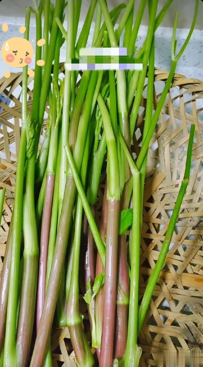 这就是我们广西贺州人口中说的香菜,说要是在村头放条腊肉炒,能香到村